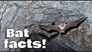 Bat Facts for Kids | Animal Learning Video