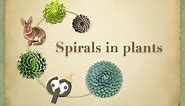 Spirals and golden ratio in plants : physics of Fibonacci Number