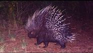 Hadza hunting porcupine 8ft underground: A Hadza Documentary