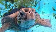 Moving Moment Sea Turtles Return to the Mediterranean After Rehab