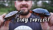 Smallest Turtles and Tortoises in the World