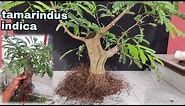 Repotting Tamarindus Indica | bonsai from air layering | bonsai asem jawa dari hasil cangkok