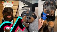 The Coolest Rottweiler TikTok Compilation | Dogs Of TikTok