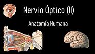 Nervio óptico (II) Segundo par craneal completo - Anatomía Humana