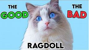 MUST-KNOW Ragdoll Cat PROS and CONS
