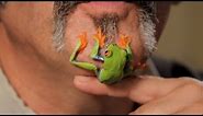 5 Care Tips for Red-Eyed Tree Frogs | Pet Reptiles