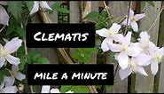 Grow Clematis Montana (mile a minute) a great climbing plant with exquisite and abundant flowers!