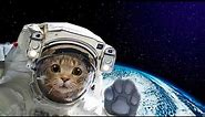 Félicette The First Cat in Space - The Feline Astronaut