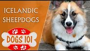 Dogs 101 - ICELANDIC SHEEPDOG - Top Dog Facts About the Icelandic Sheepdogs