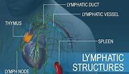 Anatomy and Physiology of Lymphatic System