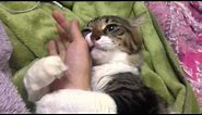 Cat Hugs Owner's Arm