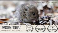 Wood Mouse - a short film