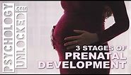 Three Stages of Prenatal Development - When does Psychological Development start?