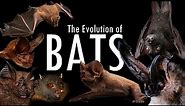 BATS, the Evolution of flying mammals