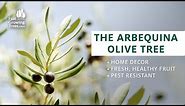 Arbequina Olive Tree - Fresh Olives on Your Patio