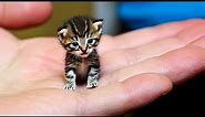 20 Top Smallest Cat Breeds In The World
