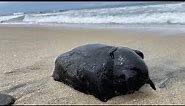 Worlds Largest Slug 10LBS California Sea Slug Washes Up on the Beach and it’s Alive!