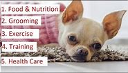 Chihuahua 101 - Feeding, Grooming, Training & Health Care of Chihuahua