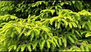 Picea orientalis 'Firefly' Dwarf Golden Oriental Spruce May 15, 2020