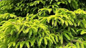 Picea orientalis 'Firefly' Dwarf Golden Oriental Spruce May 15, 2020