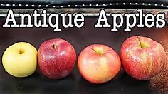 Antique Apple Comparison - Taste testing four lesser known apple varieties - Weird Fruit Explorer