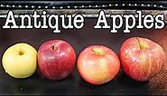 Antique Apple Comparison - Taste testing four lesser known apple varieties - Weird Fruit Explorer