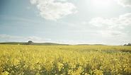 Stock Footage Yellow Flowers Under A Summer Sky Live Wallpaper Free