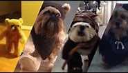 Ewok Dog Compilation - VERY CUTE!