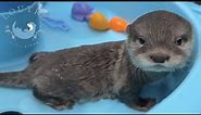 Baby Otter Complains in the Pool!