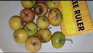 short Southern Crabapple Malus angustifolia fruit video October 7th 2023