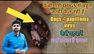 papilloma virus in dogs its diagnosis and treatment