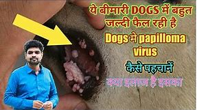 papilloma virus in dogs its diagnosis and treatment