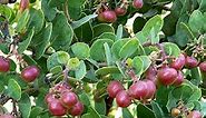 Add Manzanita to Hot, Dry Landscapes—But Resist the Urge to Coddle It