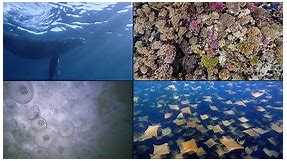 Apple TV adds another eleven stunning underwater video screensavers - 9to5Mac