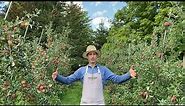 Apple Trees & Orchard Spacing