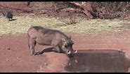 Hilarious Warthog Scare