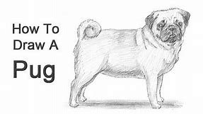 How to Draw a Dog (Pug)