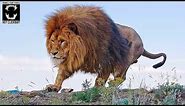 Barbary Lion | The Largest Lion in the World (Compilation #1)