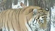 The Amur Tiger (National Geographic)