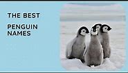 29 Best Penguin Names 🐧 Cute, Funny, Male, Female, Madagascar