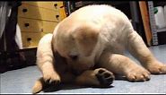 Cucciolo Labrador Retriever 45 giorni