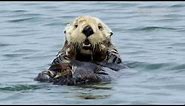 Wild Sea Otter Grooming Its Face!