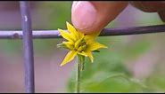 How to Hand Pollinate Flowers to Produce a Lot of Tomatoes