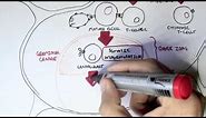 Immunology - Antibody (BCR) and TCR Diversity