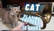 Cat Playing Trumpet 10 Hours