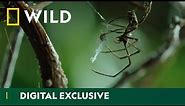 Discover the amazing diversity of spider webs | Wild Hunters | National Geographic Wild UK