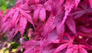Japanese Maple | Acer Palmatum Atropurpureum