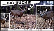 My 10 BEST Whitetail Deer Buck Clips | Trail Cam Videos