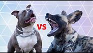 African wild dog vs Pitbull [Wild dog vs Domestic Dog Fight]