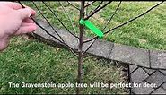 Planting a Gravenstein Apple Tree